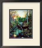 Deer, Summer Prints by Jeff Tift