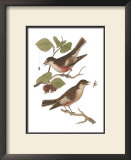 Antique Bird Pair I Print by James Bolton