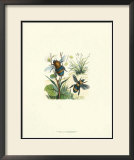 Flight of the Bee II Print by Sydenham Teast Edwards