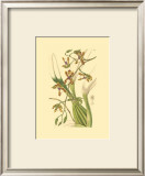 Orchids III Prints by Ridgeway 