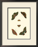 Cramer Butterfly Study II Prints by Pieter Cramer