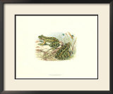 Pair of Frogs I Prints by J. W. Wood