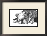 Gracie the Bulldog Prints by Beth Thomas