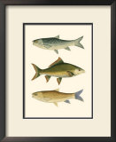 Antique Fish I Poster by Ernest Briggs