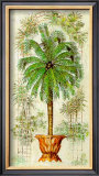 Estudio de Palmeras II Prints by A. Vega