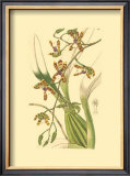Orchids III Prints by Ridgeway 
