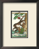 Monkey, Magot No. 360 Prints by Thomas Bell