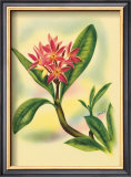 Plumeria Poster by Ted Mundorff