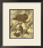 Small Brown Bear Posters by Friedrich Specht
