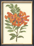 Bountiful Garden III Prints