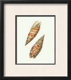 Volute Shells Posters by George Shaw