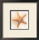 Etoiles de Mer IV Prints by Laurence David