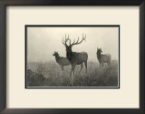 American Elk Prints by R. Hinshelwood