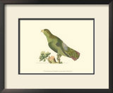 Purple-Tailed Parakeet Posters by George Shaw