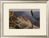 Bald Eagle over Canyon de Chelley Posters by Dino Paravano