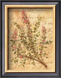 Vintage Herbs, Thyme Posters by Constance Lael
