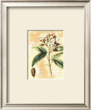 Clove Print by Walter H. Fitch