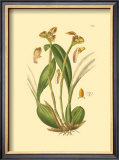 Orchids IV Poster by Ridgeway 