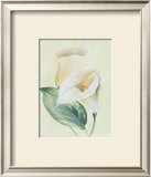 Calla Lily I Prints by Paul Hargittai
