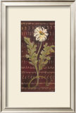 African Daisy I Print by Linda Hutchinson