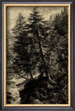 Larch Tree Posters by Ernst Heyn
