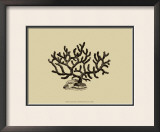 Coral on Khaki III Prints by J. Wilkes