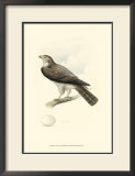 Meyer's Hawk I Poster by Meyer 