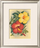 Hawaiian Hibiscus Prints by Eve Hawaii