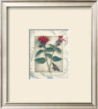 Bee Balm Prints by Julie Nightingale