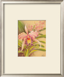 Pink Cattleya Posters by Hale Pua Studio 
