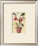 Potted Cattleya Poster by Walter Robertson