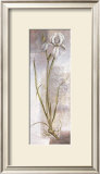 Iris Poster by Vivien White