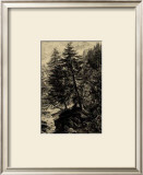 Larch Tree Prints by Ernst Heyn