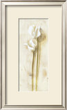 White Flowers Posters by David Col