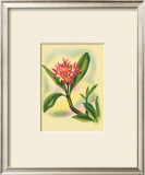 Plumeria Posters by Ted Mundorff