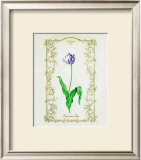 Rambrandt Tulip Print by Eva Komura