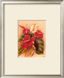 Red and White Anthuriums Poster by Frank Oda