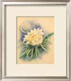 Night Blooming Cereus Poster by Ted Mundorff