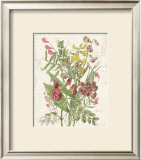 April Sweet Pea Posters by Katie Pertiet