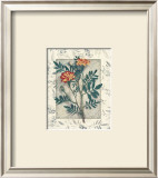 Calendula Prints by Julie Nightingale