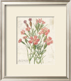January Dianthus Print by Katie Pertiet