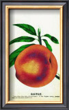 Salway Peach Prints