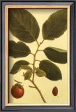 Persimmon Posters