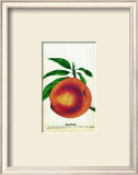 Salway Peach Prints