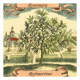 Rosemary Giclee Print by Theodor de Bry