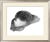 Abstract White Creature on a Rock Print by Ryuichirou Motomura