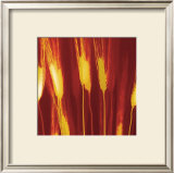 Harvest Prints by Ethan Jantzer