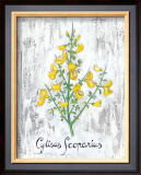 Medicinal Plant IV Print by D. Ferrer