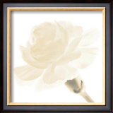 Carnation I Prints by George Fossey
