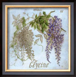 Glycine Prints by Vincent Jeannerot
